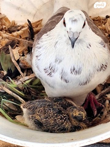 תמונת מודעה - חיות מחמד