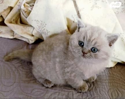 תמונת מודעה - חיות מחמד