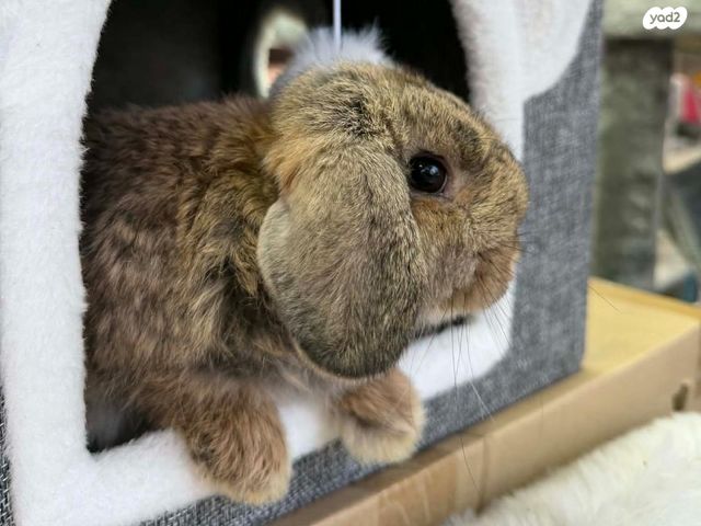 תמונת מודעה - חיות מחמד