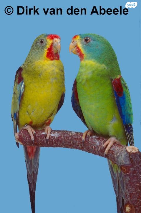 תמונת מודעה - חיות מחמד