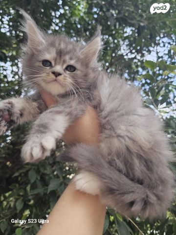 תמונת מודעה - חיות מחמד