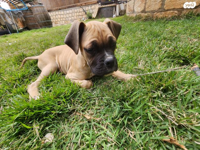 תמונת מודעה - חיות מחמד