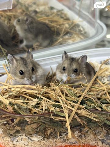 תמונת מודעה - חיות מחמד