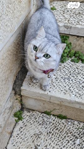 תמונת מודעה - חיות מחמד