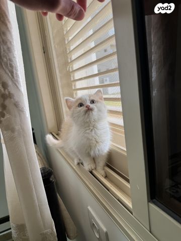 תמונת מודעה - חיות מחמד