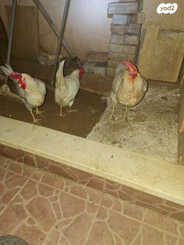 תמונת מודעה - חיות מחמד