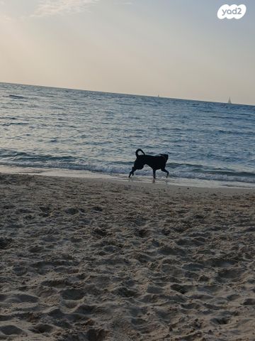 תמונת מודעה - חיות מחמד