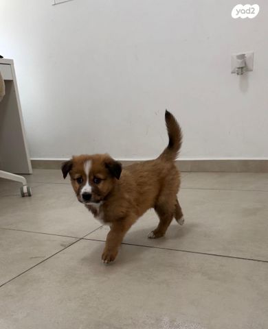 תמונת מודעה - חיות מחמד