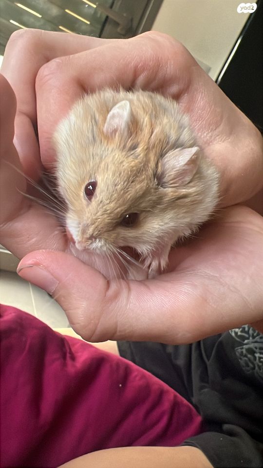 תמונת מודעה - חיות מחמד