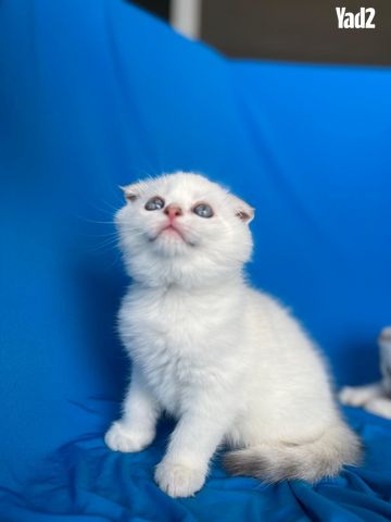 תמונת מודעה - חיות מחמד