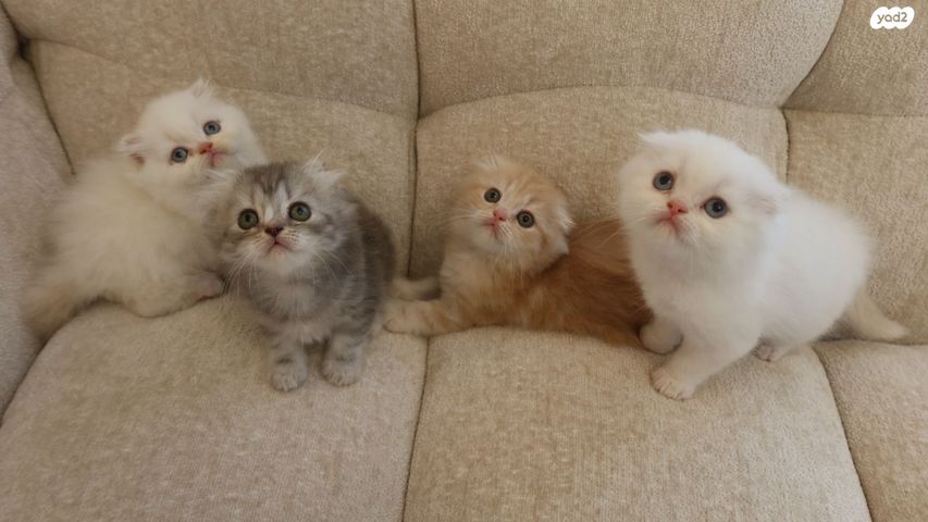 תמונת מודעה - חיות מחמד