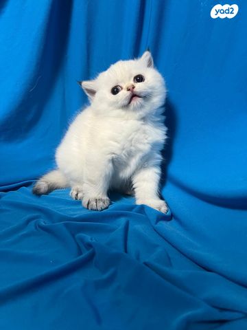 תמונת מודעה - חיות מחמד