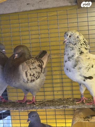 תמונת מודעה - חיות מחמד