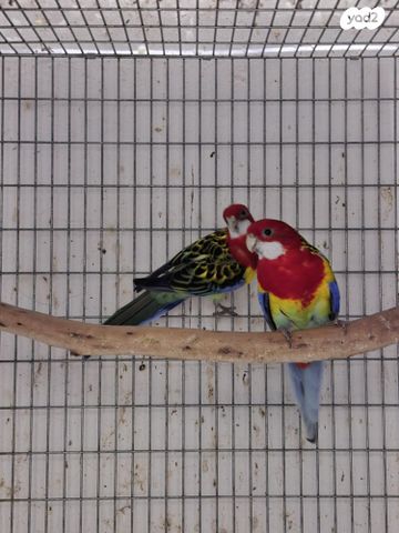 תמונת מודעה - חיות מחמד