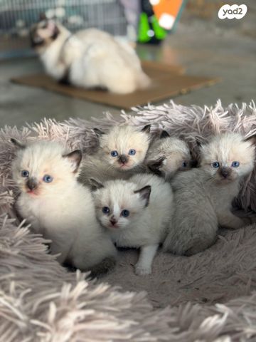 תמונת מודעה - חיות מחמד