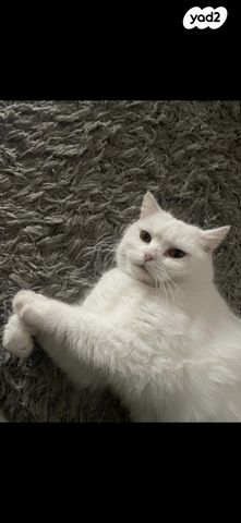 תמונת מודעה - חיות מחמד