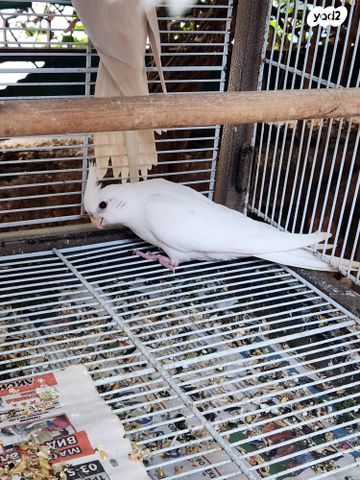 תמונת מודעה - חיות מחמד