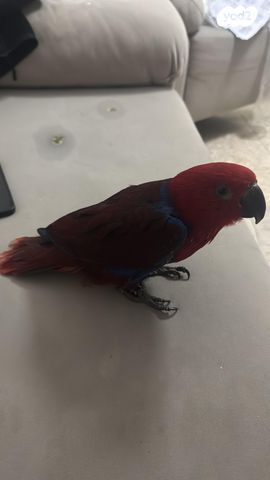 תמונת מודעה - חיות מחמד