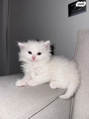 תמונת מודעה - חיות מחמד