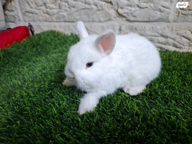 תמונת מודעה - חיות מחמד