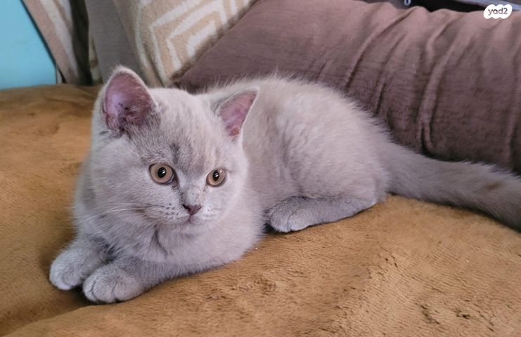 תמונת מודעה - חיות מחמד