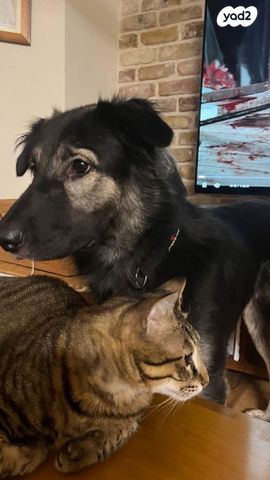 תמונת מודעה - חיות מחמד