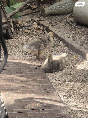 תמונת מודעה - חיות מחמד