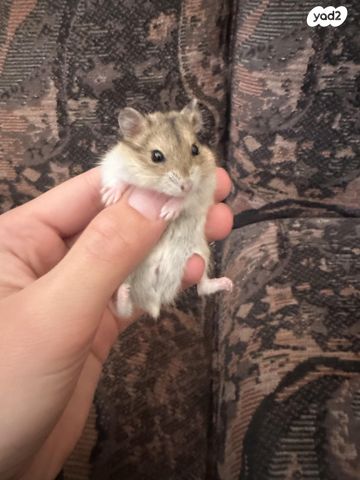 תמונת מודעה - חיות מחמד