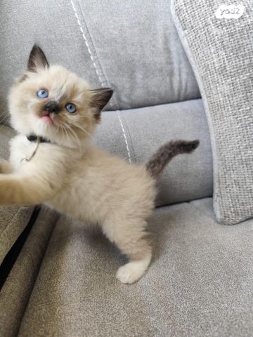 תמונת מודעה - חיות מחמד