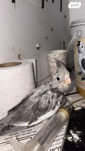 תמונת מודעה - חיות מחמד