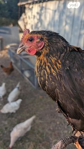 תמונת מודעה - חיות מחמד