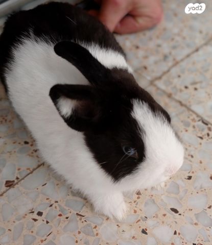 תמונת מודעה - חיות מחמד