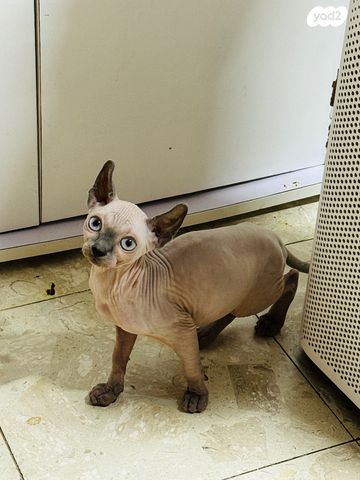 תמונת מודעה - חיות מחמד