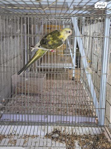 תמונת מודעה - חיות מחמד