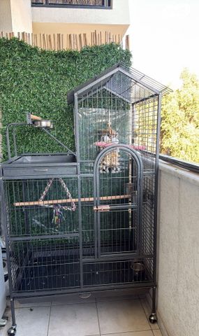 תמונת מודעה - חיות מחמד