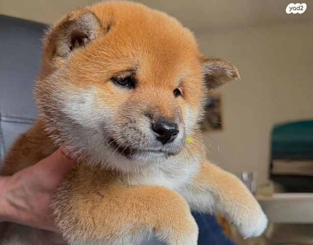 תמונת מודעה - חיות מחמד