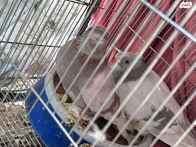 תמונת מודעה - חיות מחמד