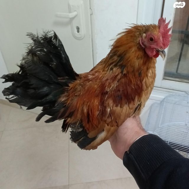 תמונת מודעה - חיות מחמד