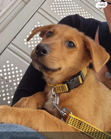 תמונת מודעה - חיות מחמד