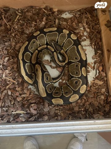 תמונת מודעה - חיות מחמד