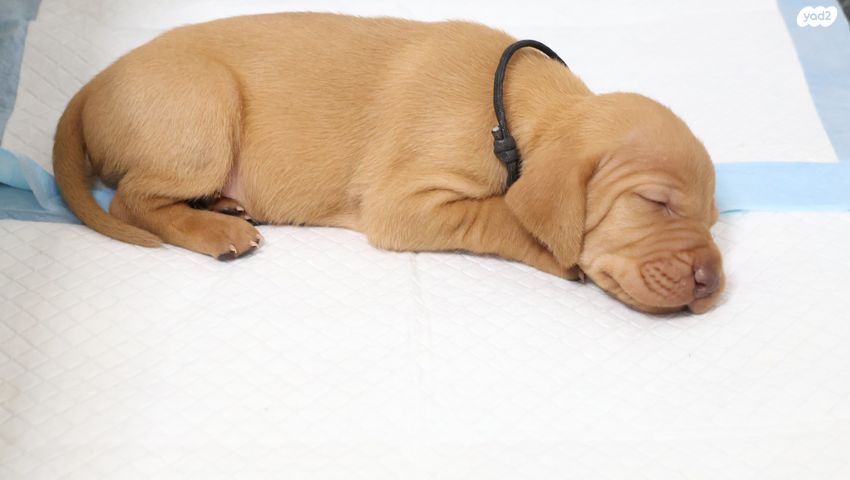 תמונת מודעה - חיות מחמד