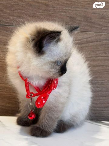 תמונת מודעה - חיות מחמד