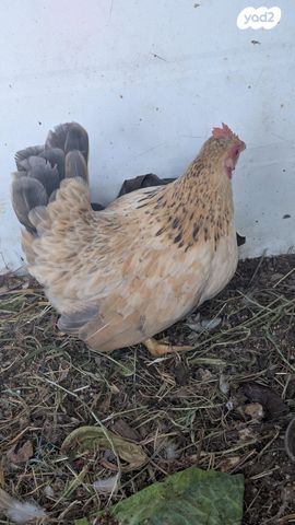 תמונת מודעה - חיות מחמד