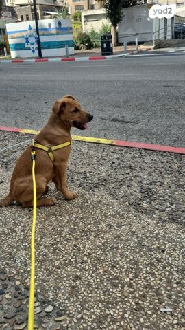 תמונת מודעה - חיות מחמד