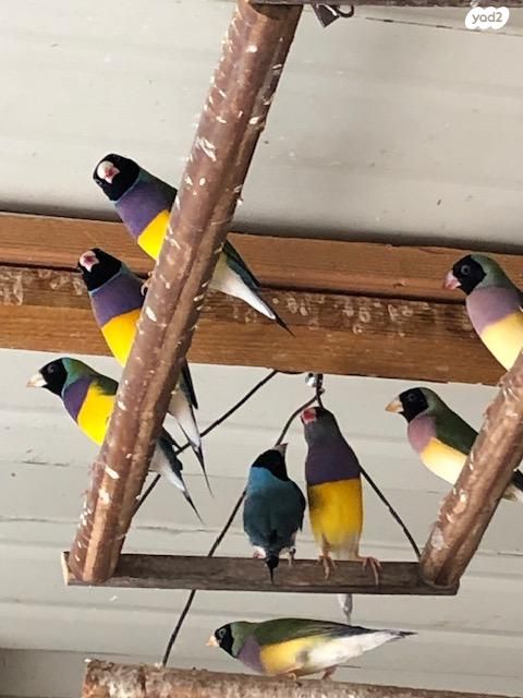 תמונת מודעה - חיות מחמד