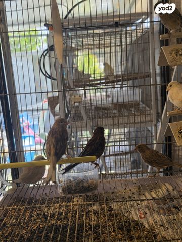 תמונת מודעה - חיות מחמד