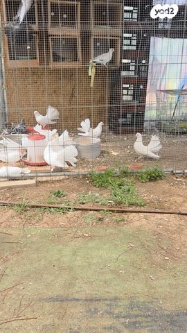 תמונת מודעה - חיות מחמד