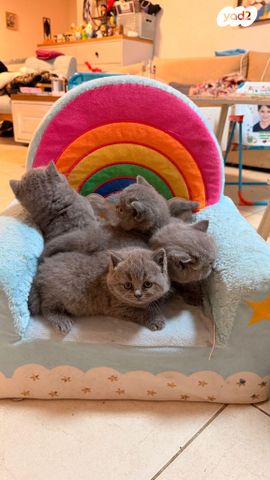 תמונת מודעה - חיות מחמד