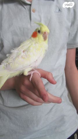 תמונת מודעה - חיות מחמד