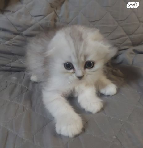 תמונת מודעה - חיות מחמד